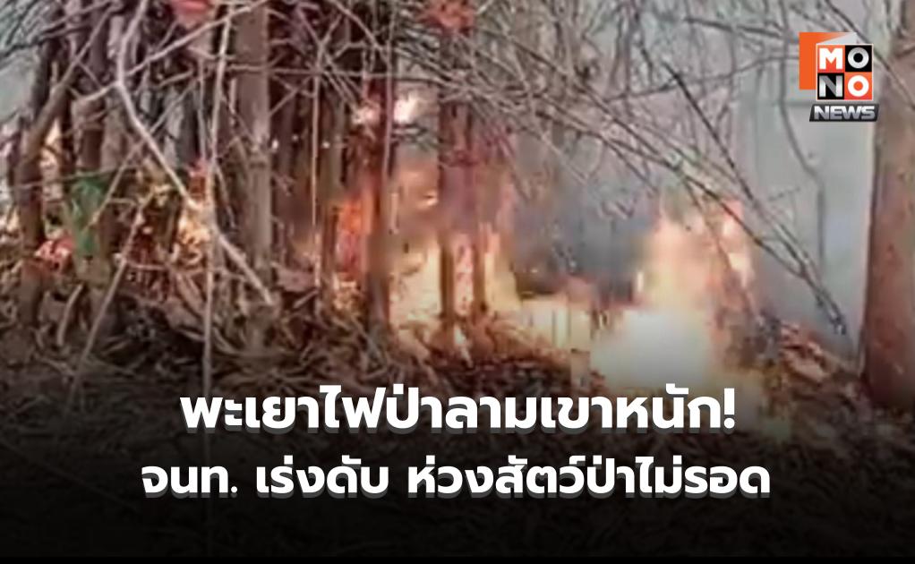 พะเยาไฟป่าลามเขาหนัก! จนท. เร่งลุยดับ ห่วงสัตว์ป่า-นกยูงไม่รอด PM2.5 พุ่งคลุมเมือง