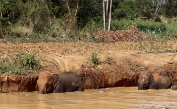 ช่วยช้างป่าพลัดตกสระน้ำ จ.นครราชสีมา