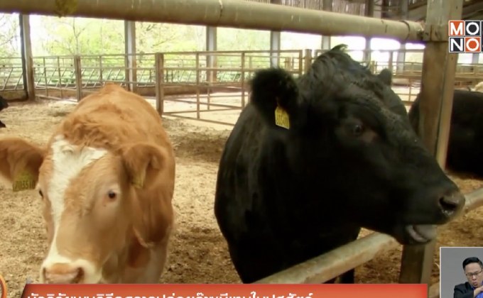 นักวิจัยพบวิธีลดการปล่อยก๊าซมีเทนในปศุสัตว์