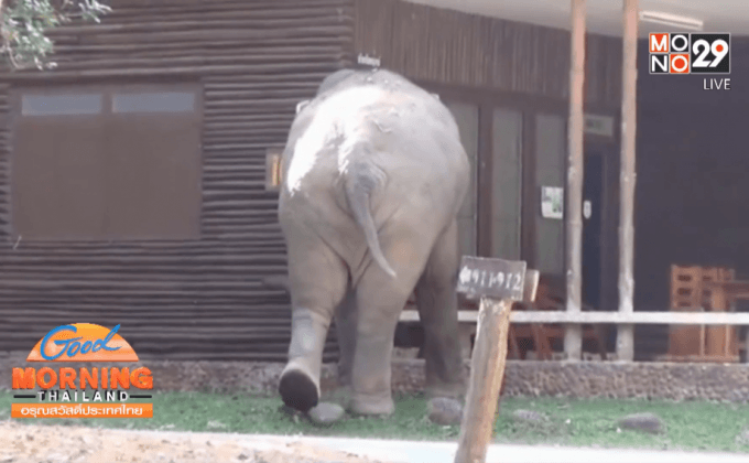 ช้างป่าทำลายร้านค้าในอุทยานแห่งชาติเขาใหญ่