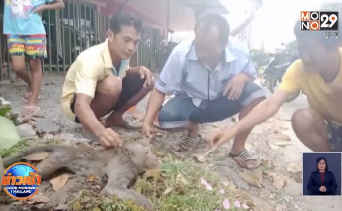 ช่วยชีวิตลิงแสมถูกไฟดูดตกจากเสาไฟสูง 10 เมตร