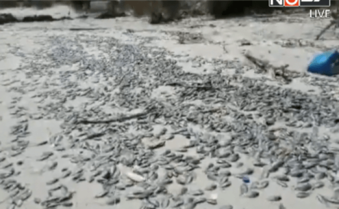 ปลาตายตลอดแนวชายหาด จ.ระยอง