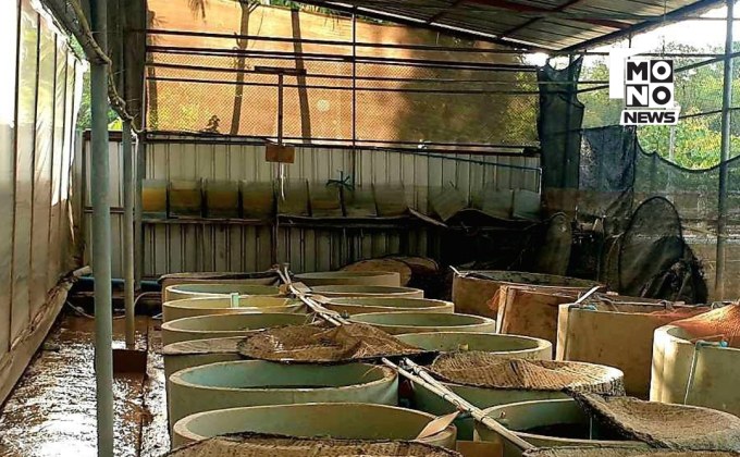 กรมประมงเคลียร์ข่าวเต่าตาย 5,000 ตัว ยันข้อมูลคลาดเคลื่อน เร่งฟื้นฟูประชากรเต่าแบบ 3 ระยะ