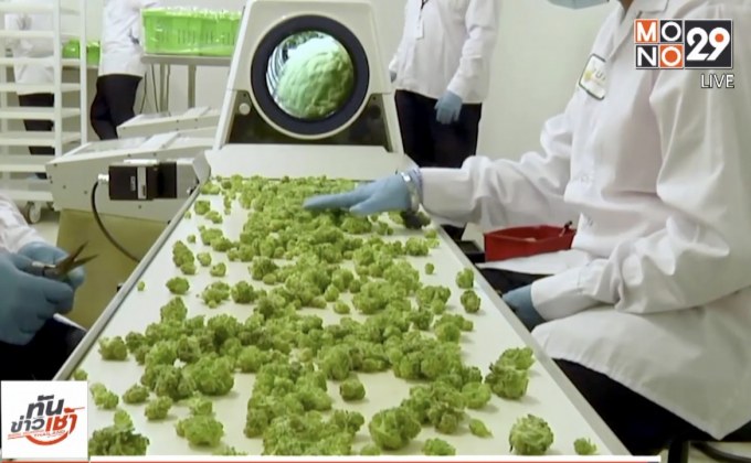 ครม.ไฟเขียวใช้กระท่อม-กัญชา ทางการแพทย์ ทดลอง 5 ปี