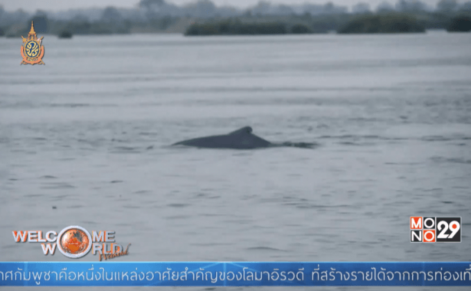 ชาวกัมพูชาร่วมปกป้องโลมาอิระวดี