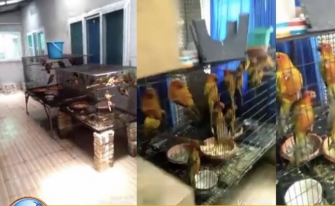 ลูกทัพฟ้าระบายเข้ามารับใช้ชาติแต่กลับเลี้ยงนกนาย