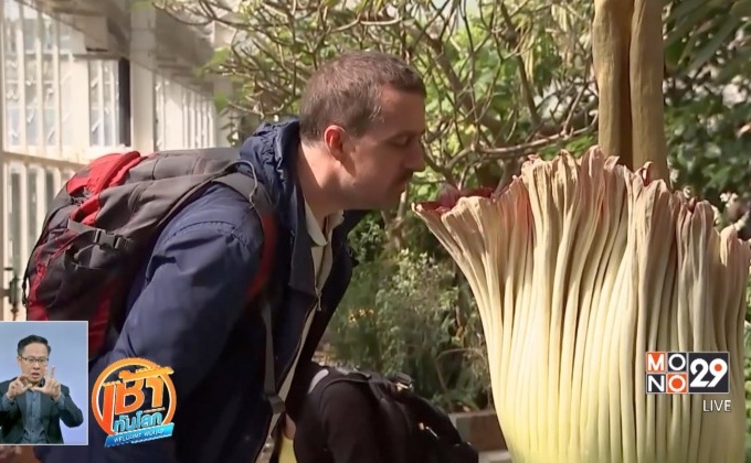 ดอกไม้เหม็นที่สุดในโลกเบ่งบานในเบลเยียม