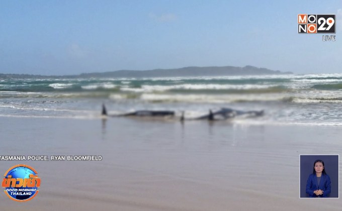 เร่งช่วยวาฬเกยตื้นกว่า 200 ตัวแถบชายฝั่งแทสเมเนีย