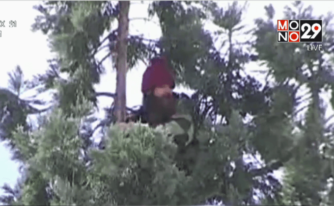 หนุ่มอเมริกันคุ้มคลั่งปีนต้นไม้สูง 24 เมตร