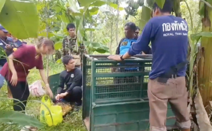หมีควายทำลายสวนเกษตรกร จ.ปราจีนบุรี