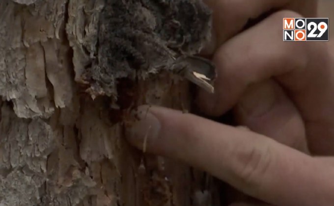 ด้วงทำลายป่าในสหรัฐฯ และแคนาดา