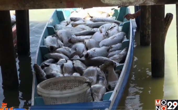 ปลากะพงขาวในกระชังตายเพิ่มที่ จ.สงขลา