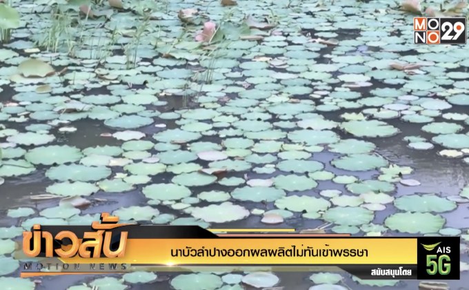 นาบัวลำปางออกผลผลิตไม่ทันเข้าพรรษา