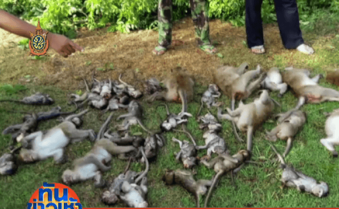 ปริศนาประดู่ยักษ์ล้มทับลิงตาย 52 ตัว