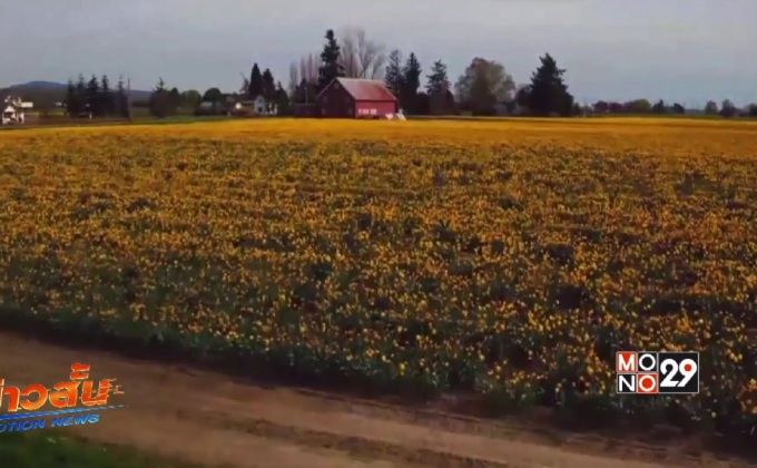 เทศกาลดอกไม้ในรัฐวอชิงตันของสหรัฐฯ