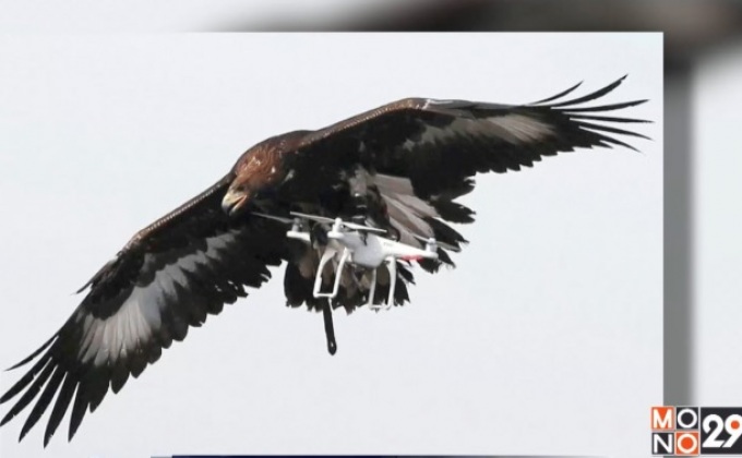 กองทัพอากาศฝรั่งเศสฝึกนกอินทรีย์จับโดรน