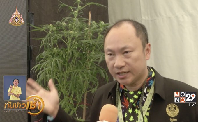 ​เร่งผลักดัน “กัญชา” ใช้ทางการแพทย์เป็นวาระแห่งชาติ