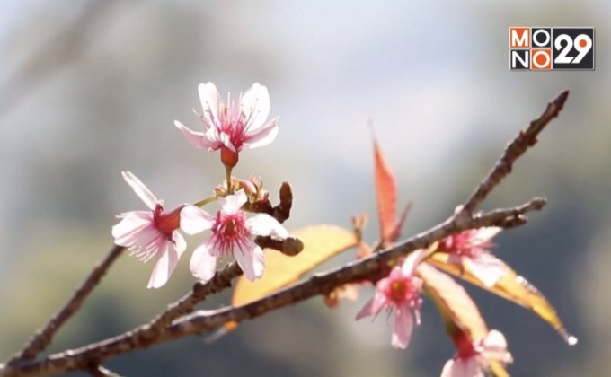 “ซากุระเมืองไทย” เริ่มบานรับลมหนาว