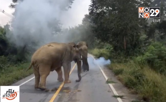 อุทยานฯแก่งกระจานย้ำห้ามนำผลไม้วางริมทางกันรถชนช้างป่า