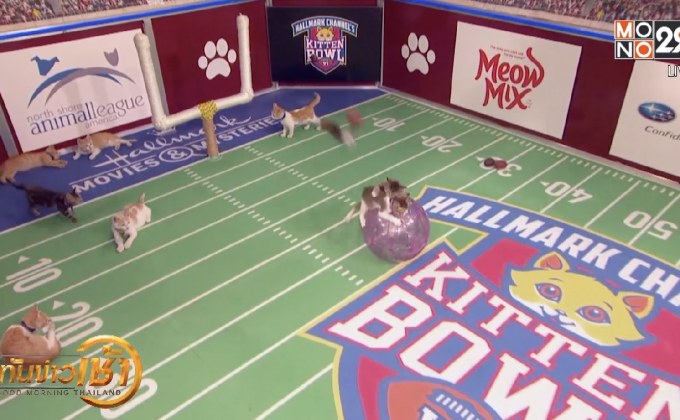 อเมริกันฟุตบอลแมวไร้บ้าน “คิทเท็น โบว์ล” ปีที่ 6