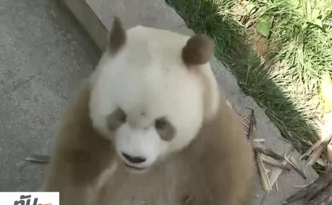 จีนผุดศูนย์วิจัยแพนด้าพันธุ์ฉินหลิ่ง