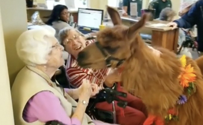 “ลามะบำบัด” ในสหรัฐ