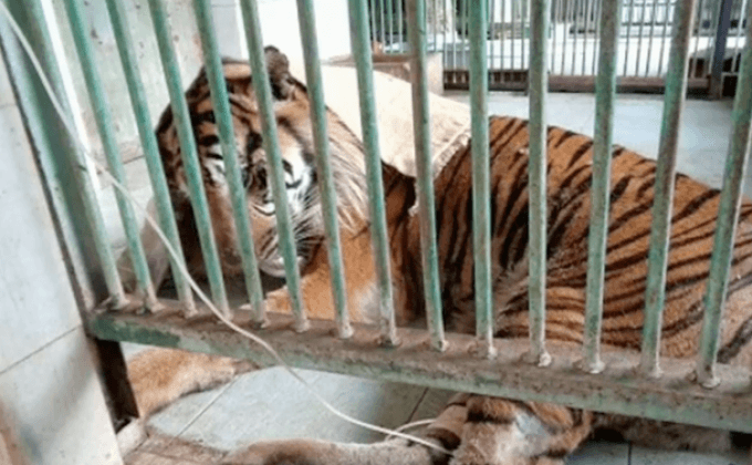 เรียกร้องปรับปรุง “สวนสัตว์มรณะ” ในอินโดฯ
