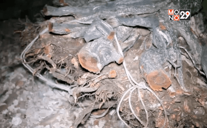 ขุดต้นเทียนทะเลริมชายหาดขาย กทม.