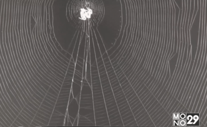 นักวิจัยในอังกฤษวิจัยเกี่ยวกับแรงสั่นในใยแมงมุม