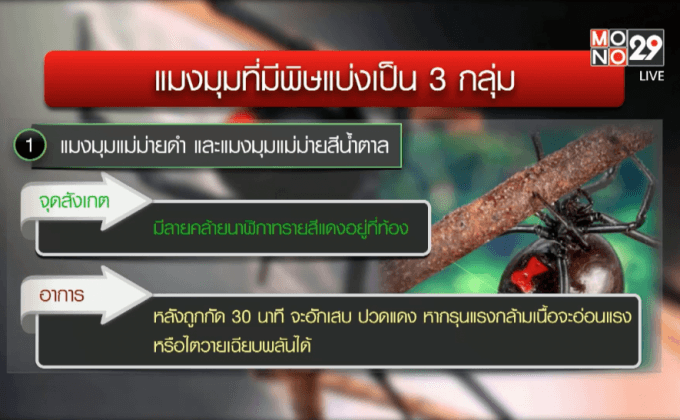 พบแมงมุมพิษร้ายแรง…ครั้งแรกในไทย
