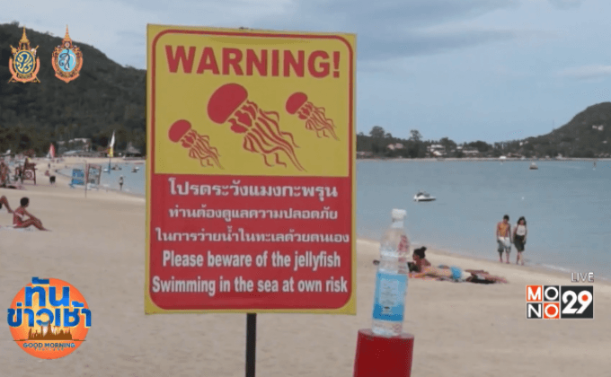 เตือนนักท่องเที่ยวระวังแมงกะพรุนกล่อง