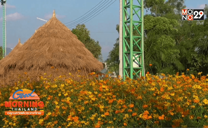 นักท่องเที่ยวแห่ชมทุ่งดอกดาวกระจาย 