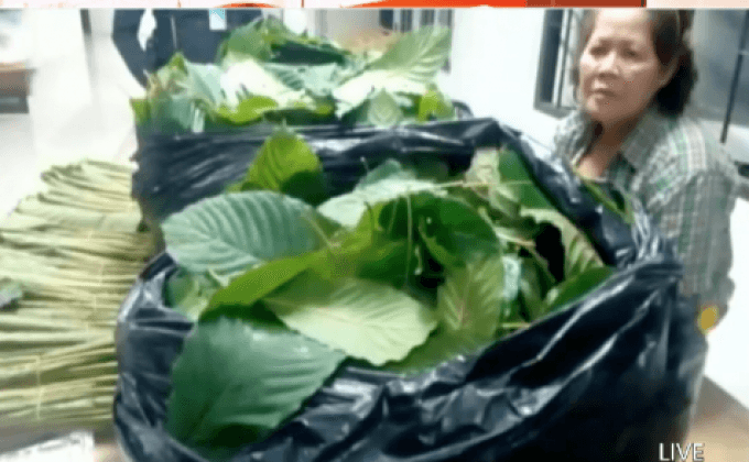 จับกุมผู้ค้าใบกระท่อมกว่า 15 กก.