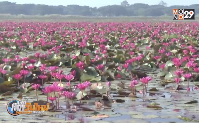 เที่ยวชมทุ่งบัวแดงกว๊านพะเยา แหล่งท่องเที่ยวใหม่