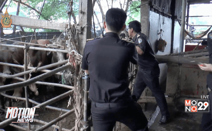 จับโรงฆ่าสัตว์เถื่อน จ.นนทบุรี