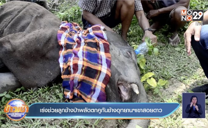 เร่งช่วยลูกช้างป่าพลัดตกคูกันช้างอุทยานฯเขาสอยดาว