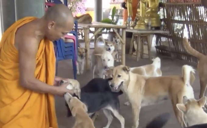 ส่งสุนัขผ่านบริษัทขนส่งเอกชนทิ้งที่วัด จ.ลำปาง