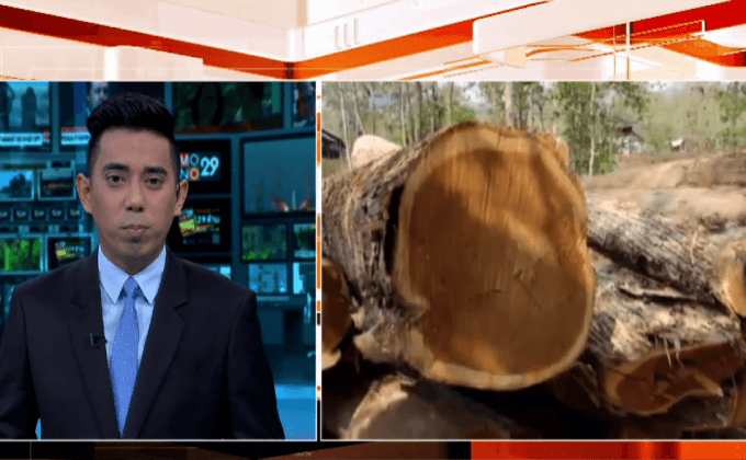 เตรียมดำเนินคดี กฟภ.แม่สะเรียง ลักลอบตัดไม้