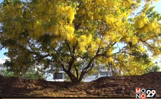 ดอกราชพฤกษ์บานสะพรั่งทั่วเมืองเชียงใหม่