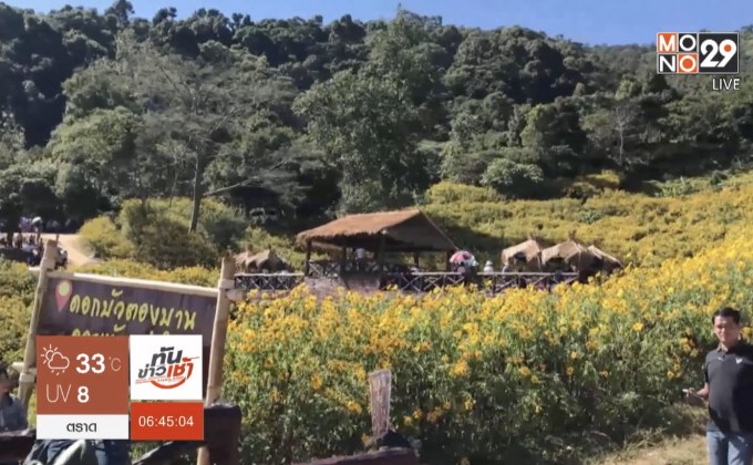 เทศกาลชมทุ่งบัวตองบ้านหัวแม่คำ