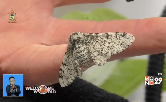 ปริศนาการกลายพันธุ์ผีเสื้อกลางคืนพริกไทย