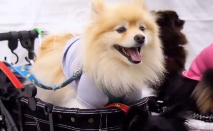 ตัวอย่างแรกซีรีส์สารคดี Dogs อวดความน่ารักเพื่อนสี่ขาขนปุย