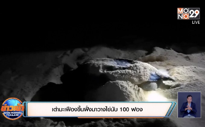 เต่ามะเฟืองขึ้นฝั่งมาวางไข่นับ 100 ฟอง