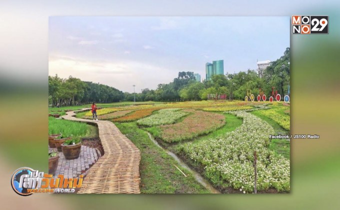 “ทุ่งดอกบานชื่น” บานสะพรั่ง กลางสวนรถไฟ