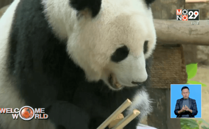 โครงการอาสาสมัครดูแลแพนด้าในมาเลเซีย