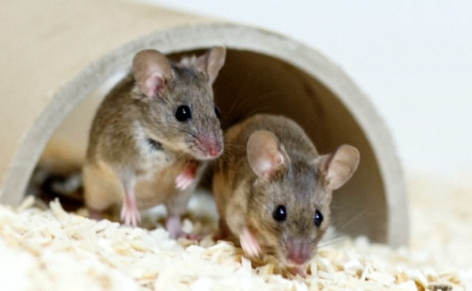 ผลวิจัยชี้หนูสามารถร้องเพลงได้