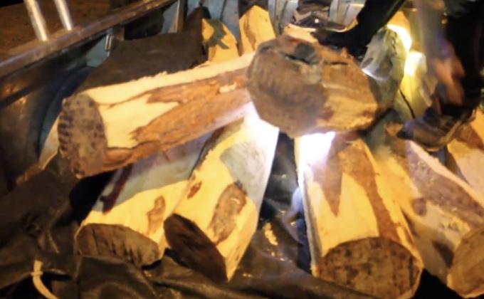 จับสามี-ภรรยาขนไม้พะยูง จ.ตราด