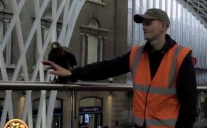 สถานีรถไฟลอนดอนใช้เหยี่ยวไล่นกพิราบ