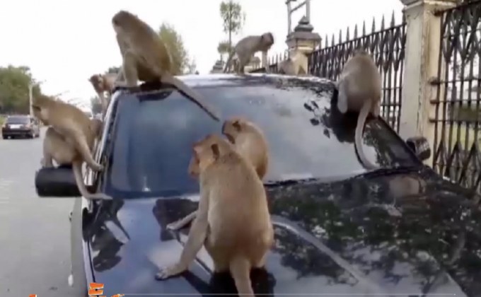 เตือนนักท่องเที่ยวจอดรถในพื้นที่ฝูงลิง จ.ลพบุรี