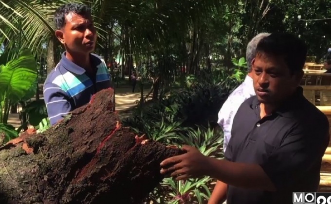 กิ่งต้นสน 100 ปี หาดบางสัก หักทับแม่ลูกบาดเจ็บ